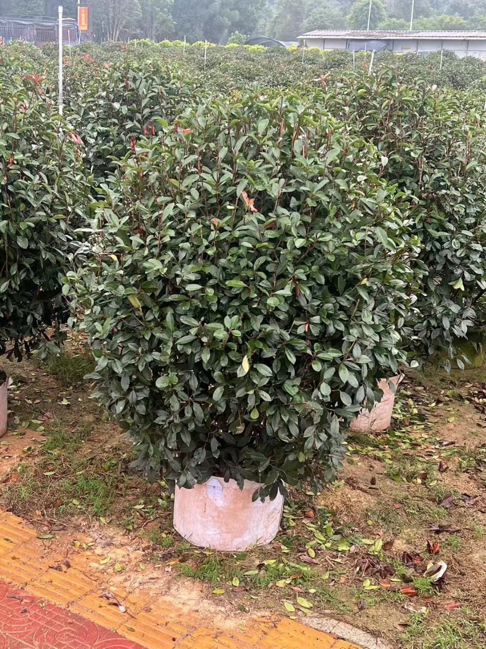 大叶黄杨球 瓜子黄杨球 米兰球 海桐球 金森女贞球 金边黄杨球