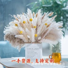 黄金球干花芦苇干花兔尾草潘帕斯草芦苇花束卢柴干花蒲尾