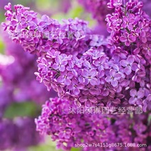 紫丁香种子 丁香树种子耐寒树种  白丁香小叶暴马丁香花植物种子