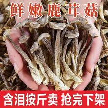 鹿茸菇干货鹿茸菌500g包邮古田脆脆菇新鲜特级土特产煲汤食材香菇