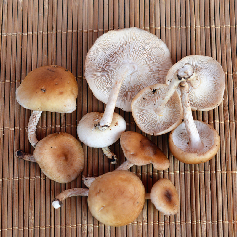 云南野生香菌-云南野生香菌厂家,品牌,图片,热帖-阿里巴巴