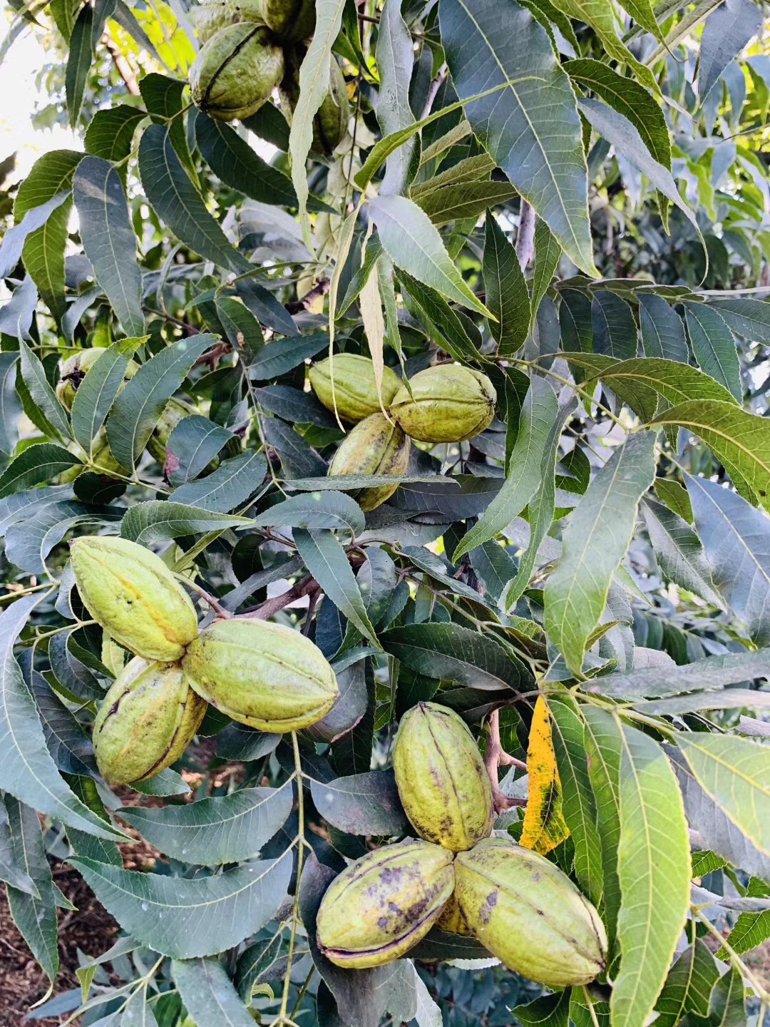 0成交0棵美国山核桃苗嫁接杭州临安本地山核桃苗手剥山核桃0618.