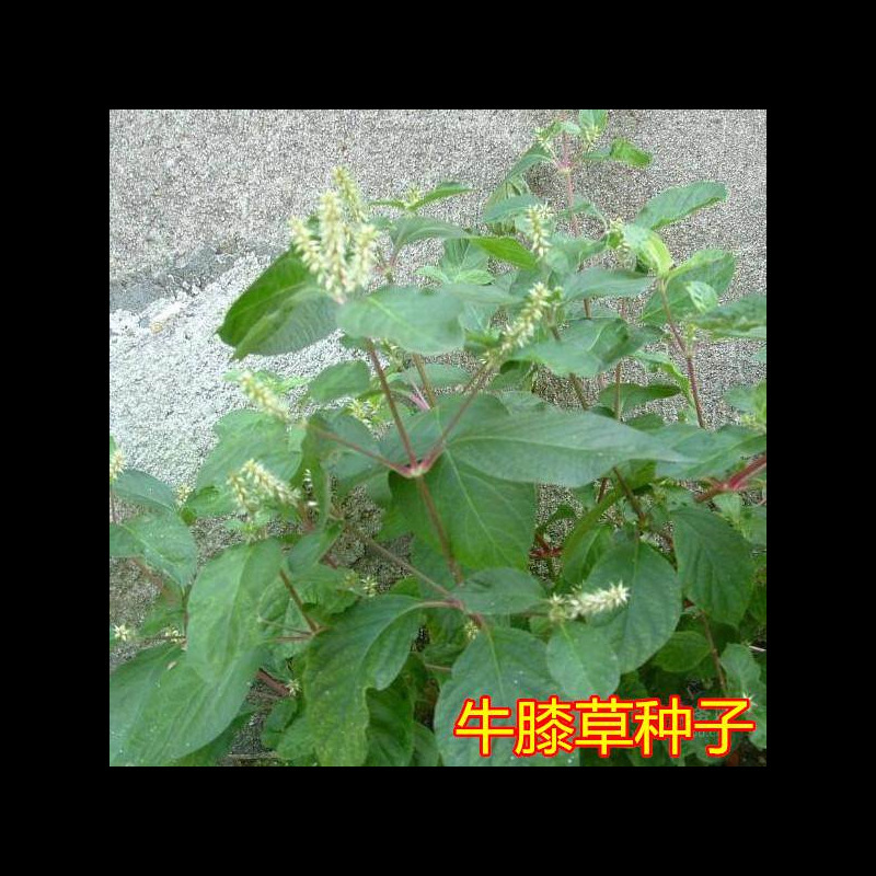 材种籽 牛膝种子怀牛膝 山苋菜 牛夕种子四季易种 川牛膝种子标准