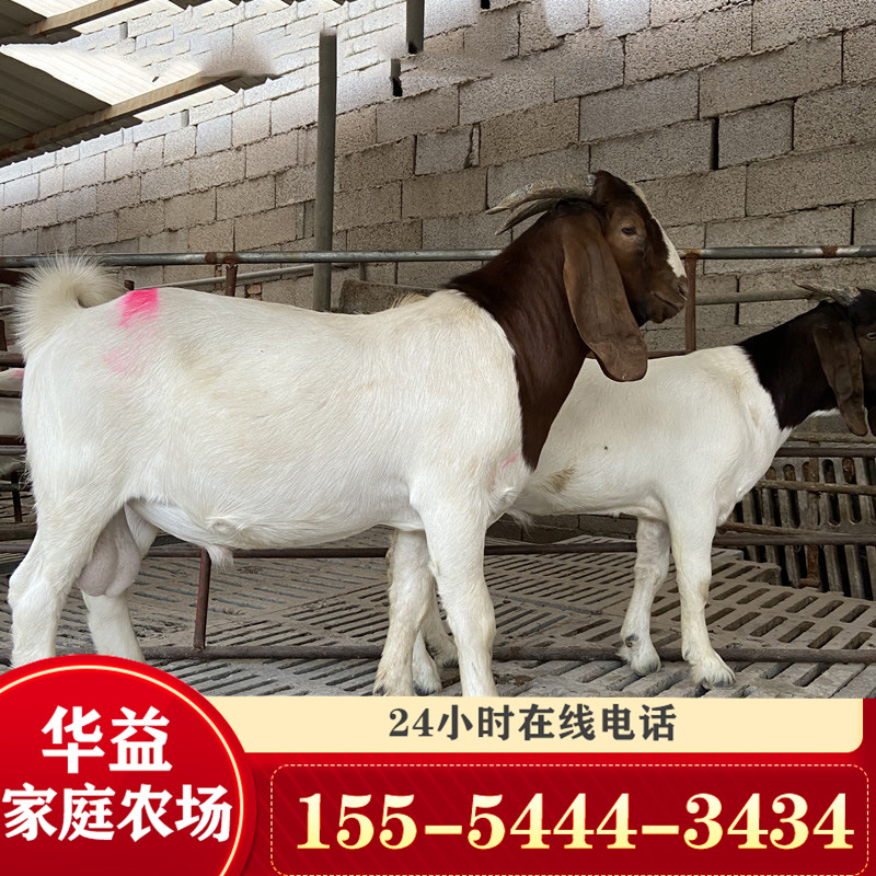 湖南湖北波尔山羊养殖场 波尔山羊羊羔孕羊价格