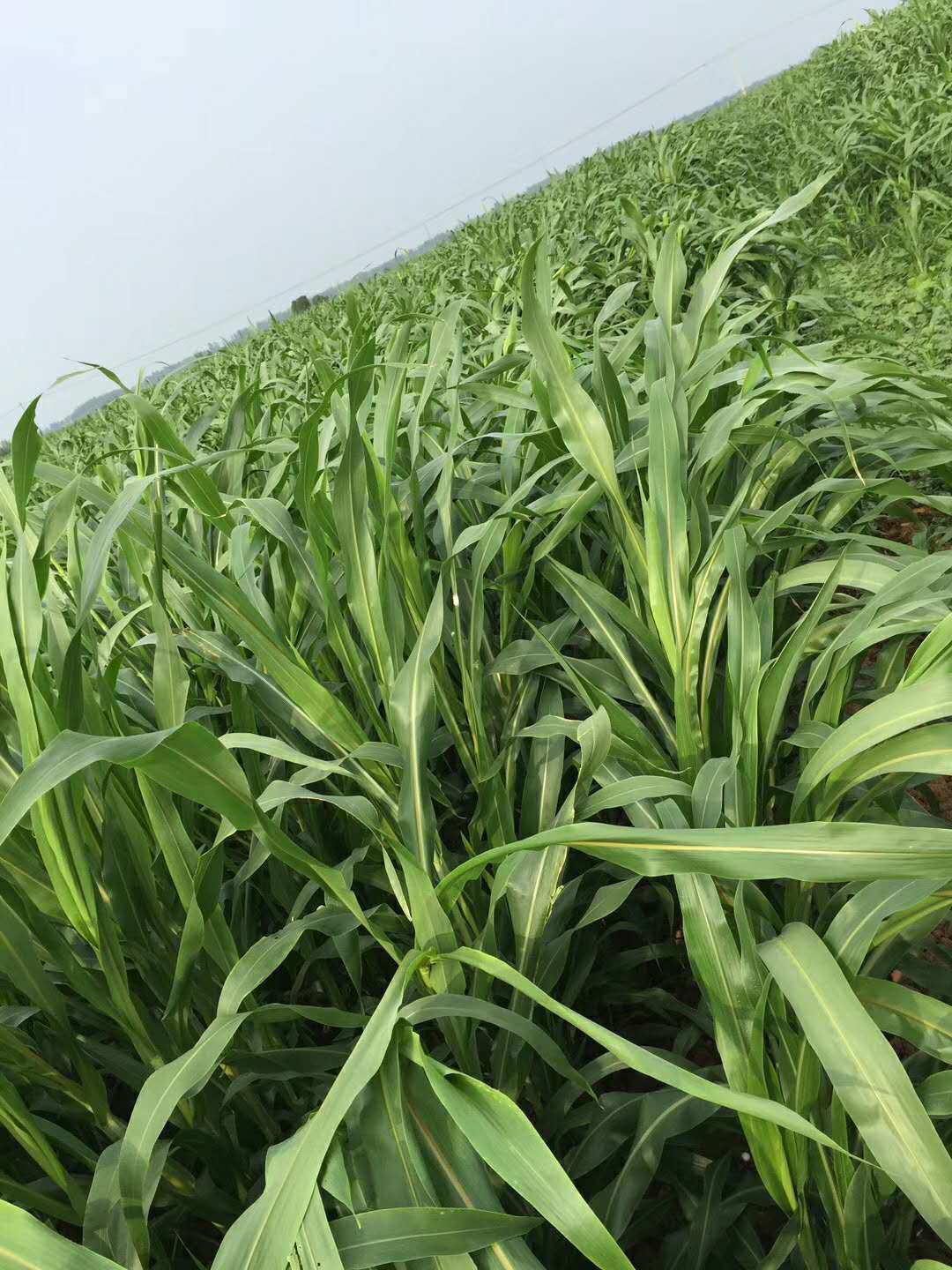 厂家直销高丹草草种猪牛羊鱼草爱吃牧草高产牧草品种齐全量大优惠