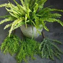 仿真植物背景墙草坪插花单支绿植塑料叶子餐厅客厅装饰蕨类假花草