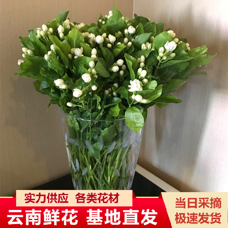 茉莉花鲜花云南昆明鲜花批发插花餐桌插花水养花束婚庆花店用花