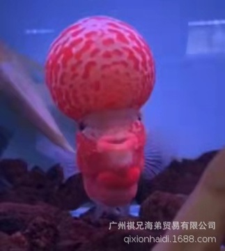 价格06500.00起批≥2条体型14-16厘米颜色咨询运费500.