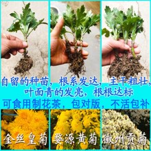 优质菊花苗批发混批菊花地栽苗回收菊花