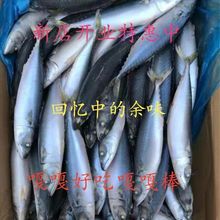 新鲜青占鱼一斤四条左右鲅鱼鲐鲅鱼青条鱼鲜活冷冻海鲜海产品