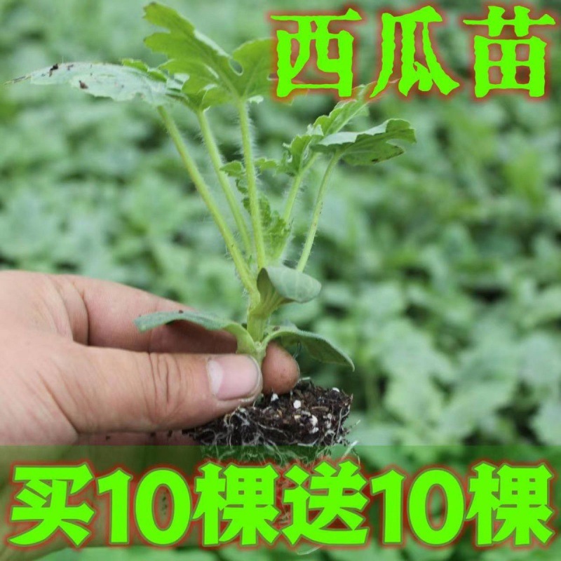西瓜苗8424西瓜苗秧超甜秧苗特大冰糖麒麟西瓜嫁接苗懒汉黄心
