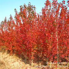 美国红枫树 种子 北美红枫红 枫彩叶 树种落叶乔木 观赏树种子