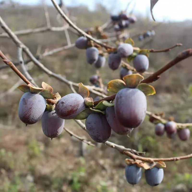 新鲜零品黑枣散装无核黑枣养生黑枣软枣圆枣小柿子非乌枣
