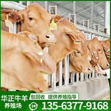 3至4个月小黄牛多少 钱 一头鲁西黄牛价格 鲁西黄牛养殖场基地