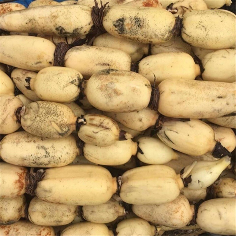 洪湖湖北特产莲藕粉藕新鲜煲汤现挖莲藕九孔莲藕厂家批发一件批发