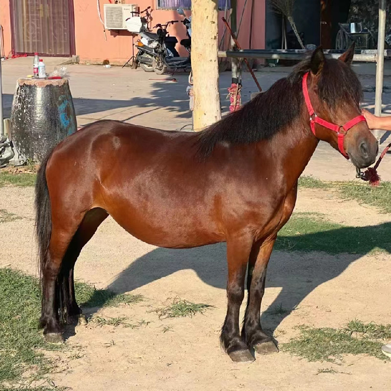 枣红色小矮马 可以拉车的母马多少钱 云南德保矮马活体养殖场