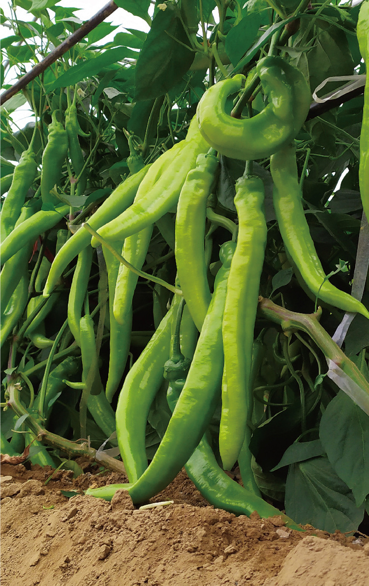 常丰大羊角辣椒种子早中熟羊角椒种籽厂家批发羊角辣椒种籽当季播
