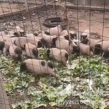纯种巴马香猪活猪幼崽出售小猪仔活苗巴马小香猪宠物猪养殖