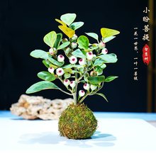 菩提树盆景小盼菩提盆栽中式禅意小盆栽室内观果绿植创意微盆景观