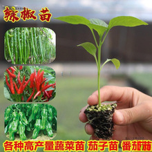 辣椒苗秧苗长螺丝朝天青线薄皮牛角小米五彩椒春季种子四季蔬菜苗