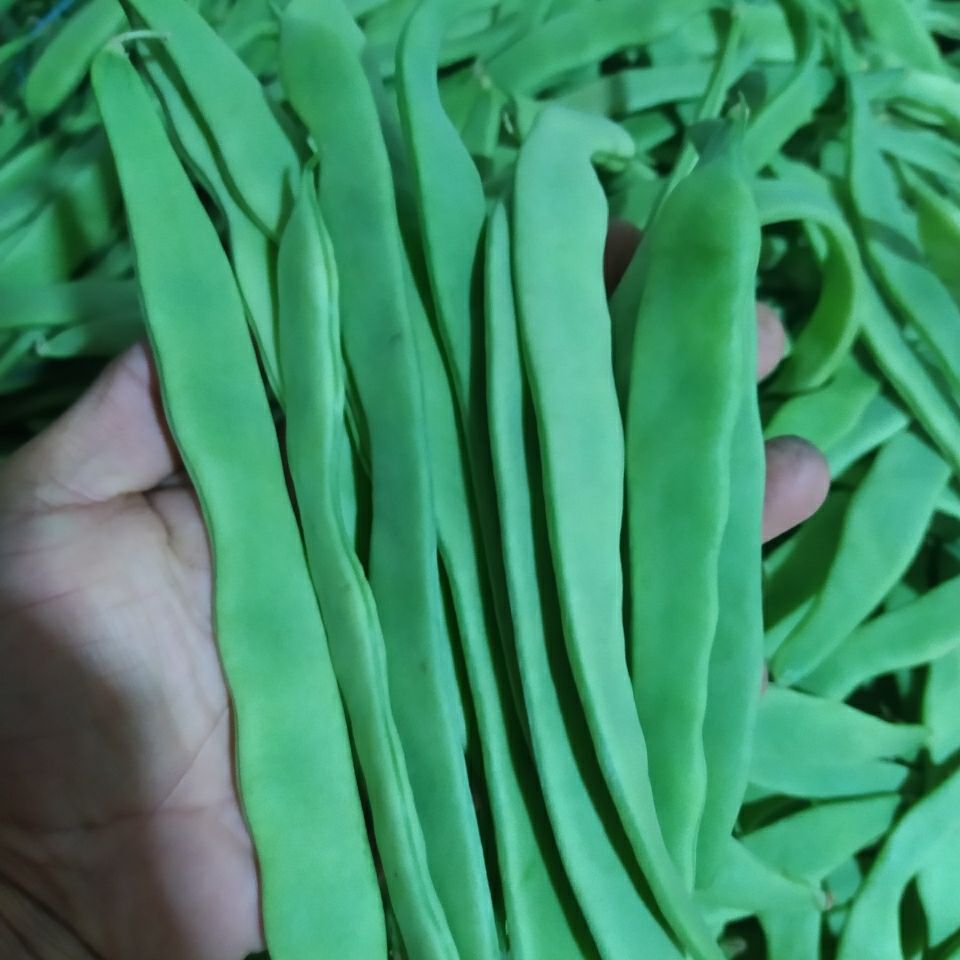 10斤整箱顺丰包邮现摘扁豆新鲜宽扁豆角四季豆扁芸豆刀豆新鲜批发