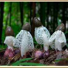 竹荪干货农产品无硫菌菇土特产杆菇蕾长裙一件批发厂厂批发厂批发