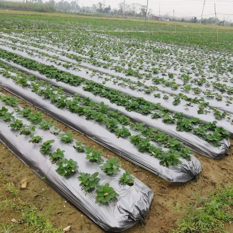 农用银黑双色地膜加厚防虫除草白黑膜反光覆盖果树园保湿塑料薄膜