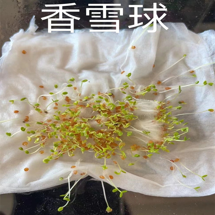 批发多年生草本花卉种子香雪球种子观赏植物园艺花卉发芽率好
