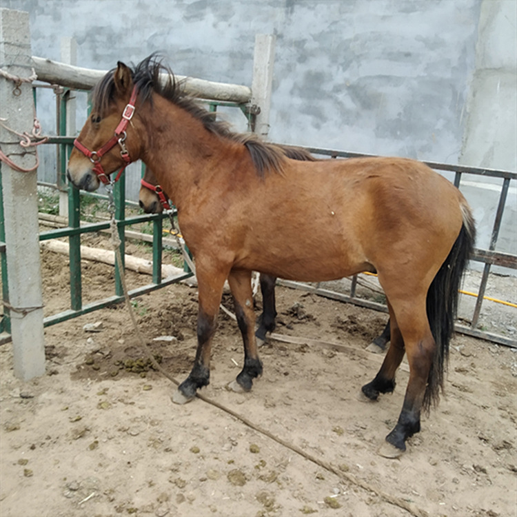出售小德保矮马驹 德宝矮马价格 海南德保矮马出售