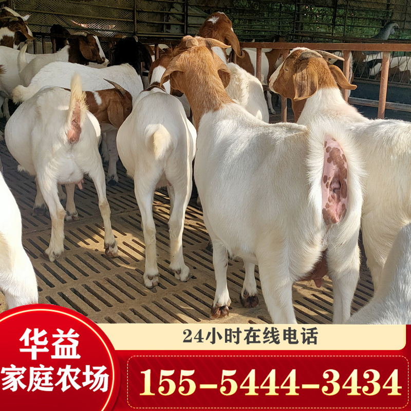 波尔山羊养殖利润波尔山羊羊羔波尔山羊幼崽价格-阿里巴巴