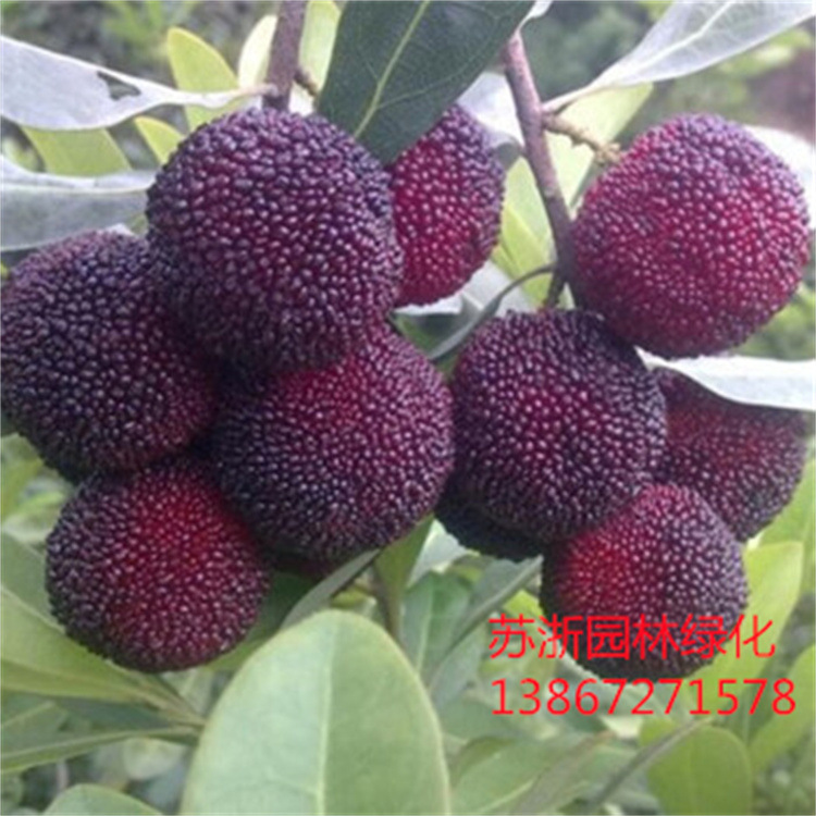 果树批发 杨梅树苗 杨梅小苗 品种大小规格齐全 量大从优