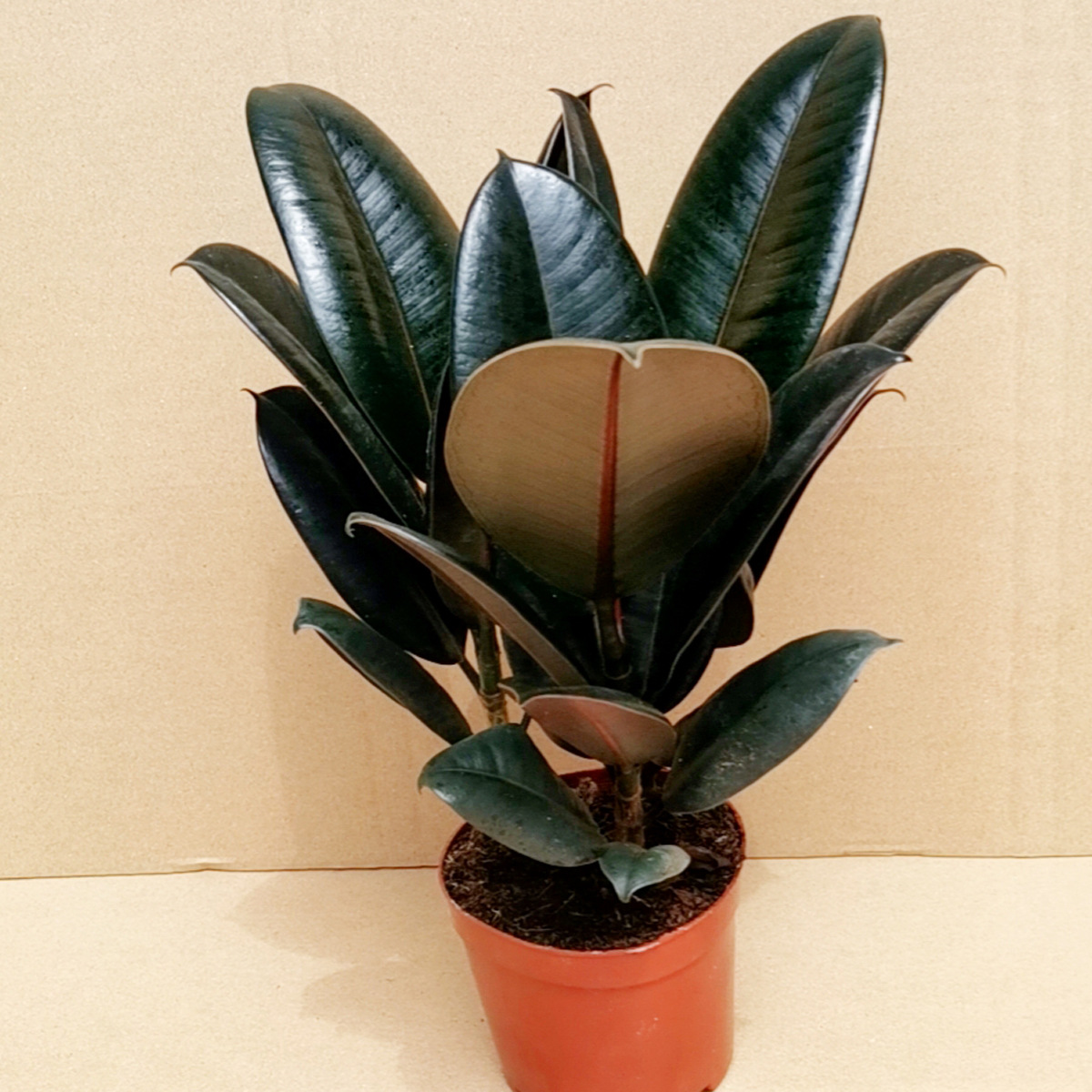 耐寒植物橡皮树黑金刚盆栽四季绿植室内阳台客厅摆放庭院种植