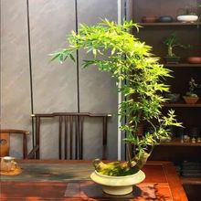 竹子盆栽老桩成品室内内门竹桌面绿植庭院高档茶桌茶台懒人植物