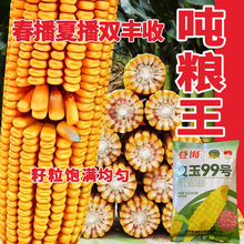 先玉335玉米种子登海先锋第高产一名原装正品安徽陕西河南山东北