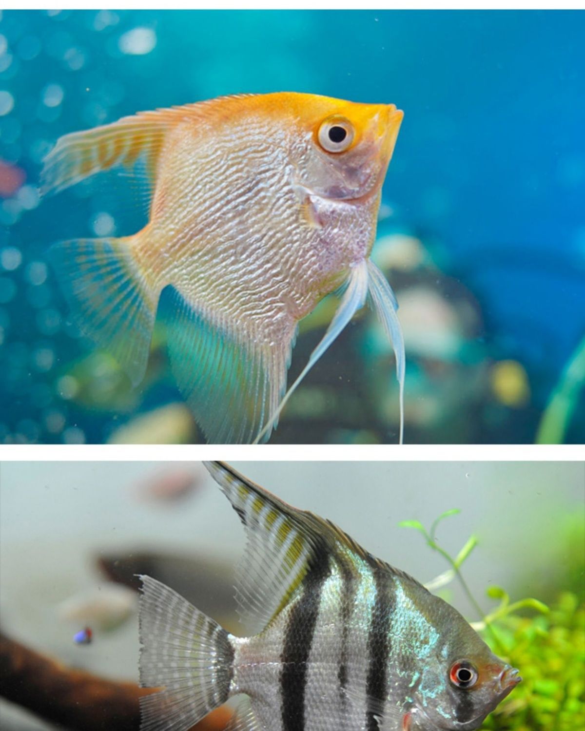 热带鱼七彩神仙鱼观赏鱼苗淡水燕鱼阿凡达秘鲁红背好养金鱼活包邮