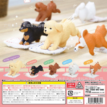 哪里有卖茶杯犬_有转让茶杯犬的吗?_茶杯犬价格茶杯犬多少钱茶杯