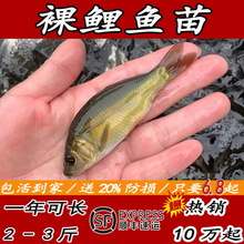裸鲤鱼苗裸斑鱼三道鳞淡水养殖无甲鲤鱼无磷鲤鱼苗四川鱼种好养活