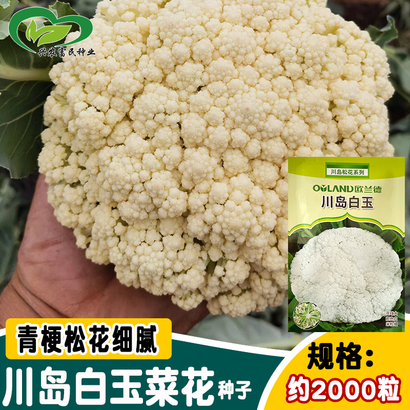 川岛白玉菜花种子 大田种杂交花球圆整洁白花梗淡绿春秋松花菜籽