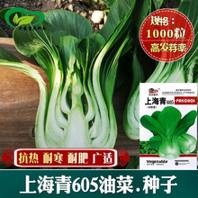 上海青605油菜种子 农田菜地农户四季蔬菜当季新籽肉厚油菜籽