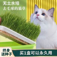 水培猫套装小麦种子猫零食懒人盆栽化毛去毛球天然猫自种鲜