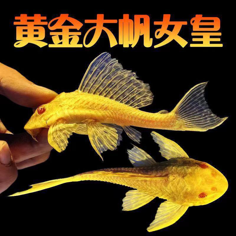 热带女皇低温垃圾红眼鱼女王大帆黄金瞳大帆女王黄冬天-阿里巴巴