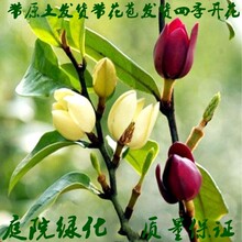 含笑花苗盆栽绿化浓香型四季常青花卉植物庭院阳台当年开花耐寒绿