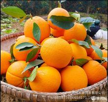 一斤江西橙子赣南脐橙新鲜水果香橙夏橙薄皮甜橙奶茶店满80-85橙