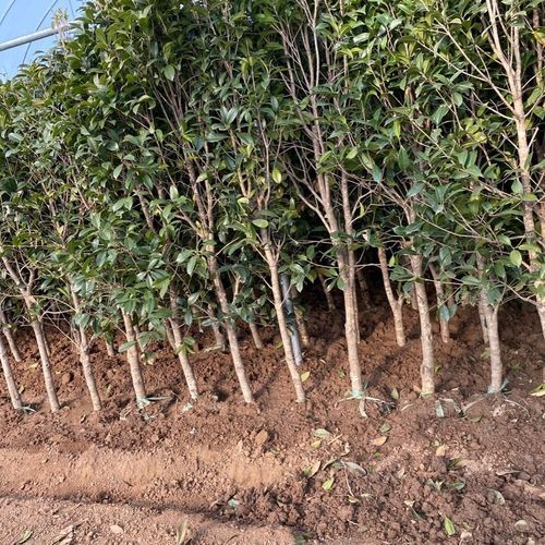 批发地径2-10公分桂花丛生桂花独杆桂花四季观赏桂花苗行道乔木树