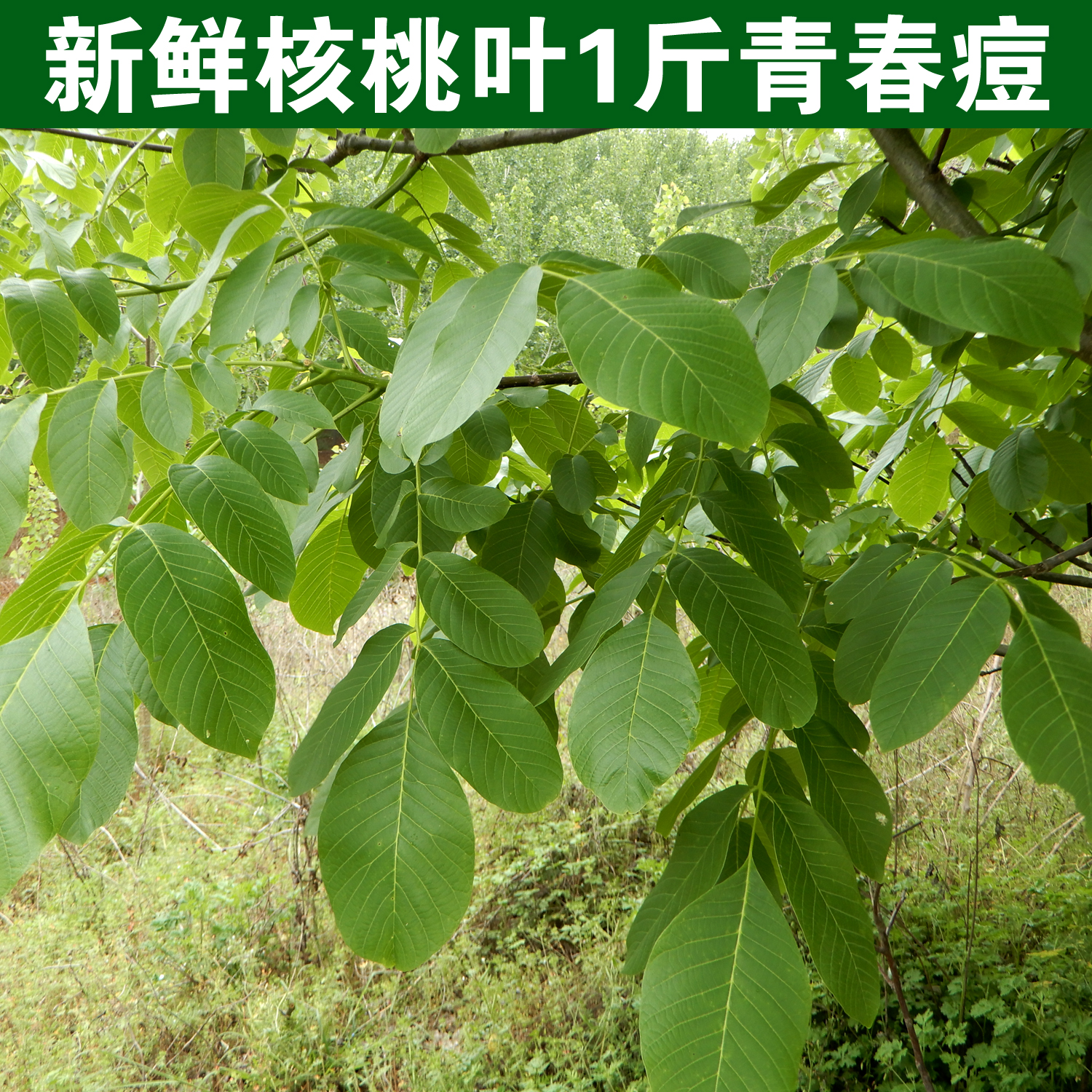 大山野生新鲜山核桃树叶泡澡现摘一1斤青核桃叶子干核桃树叶洗脸