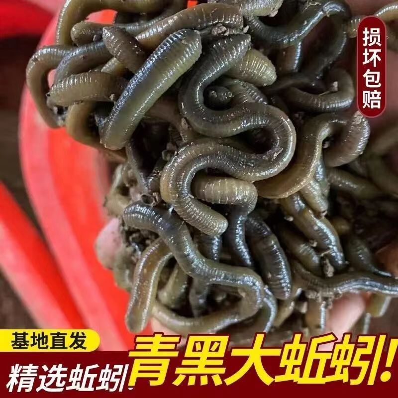蚯蚓活饵黄鳝地龙臭蚯蚓垂钓鱼饵黑蚯蚓活体青蚯蚓松土
