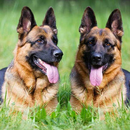 纯种牧羊犬幼犬活体狗狗纯种德国黑背犬血统狼犬狼狗德牧护卫犬狗