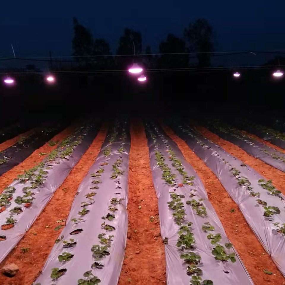 草莓补光灯增温灯 蔬菜生长灯红色果实植物灯 大棚温室补光灯