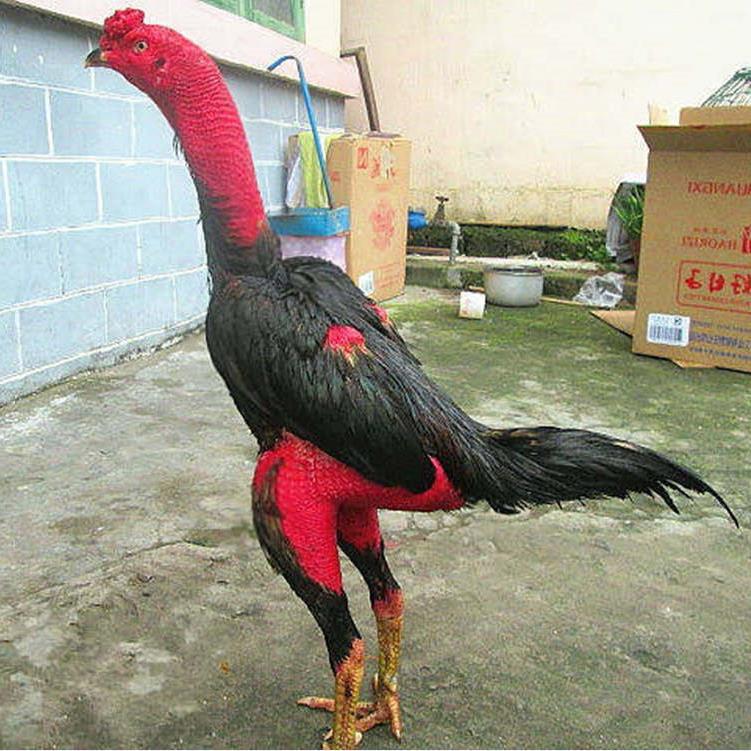 纯种盖沙斗鸡活体越南鬼子鸡成年鸡泰国斗鸡中原斗鸡活体包活到家