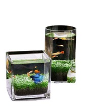 鱼缸小型鱼缸送鱼桌面生态微景观水草办公室创意懒人水培造景绿植